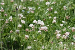 white clover